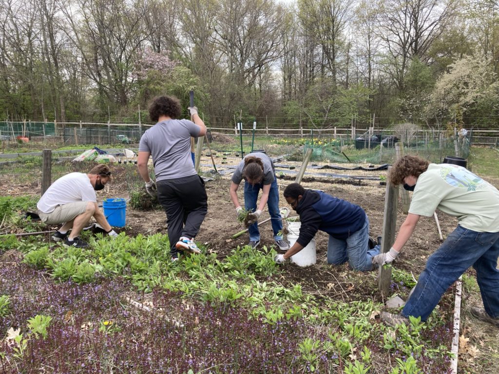 Youth prepping a vegetable bed at Mass Audubon's Boston Nature Center